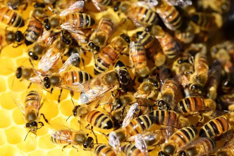 Durch ein spezielles Verfahren konnten wir in das Bienenwachs etwas Pflege Öl einarbeiten